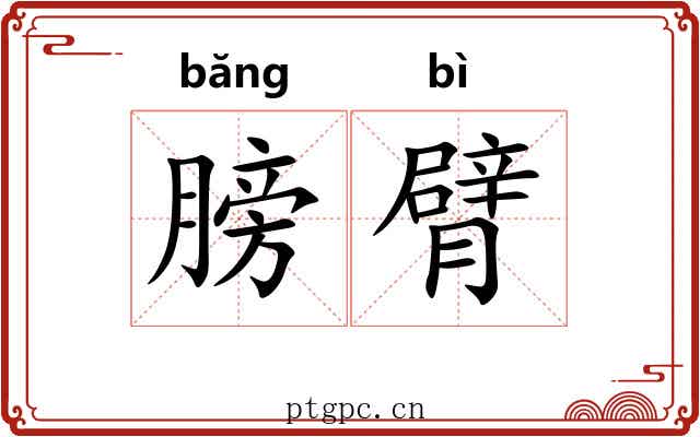 膀臂 膀臂