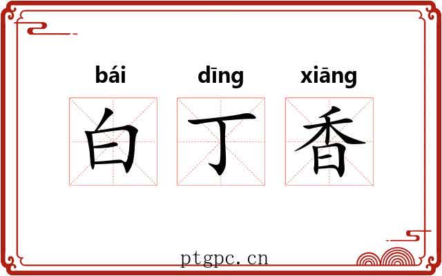 白丁香 白丁香