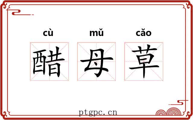 醋母草 醋母草