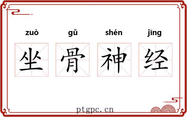 坐骨神经
