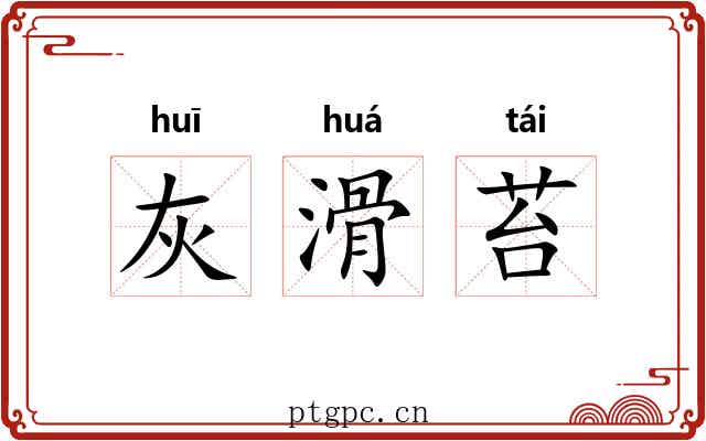 灰滑苔 灰滑苔