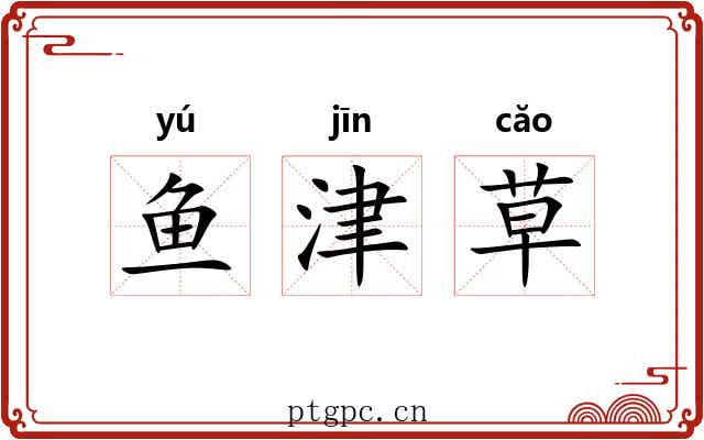 鱼津草 鱼津草