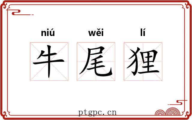 牛尾狸