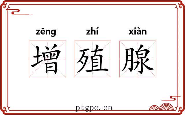 增殖腺 增殖腺