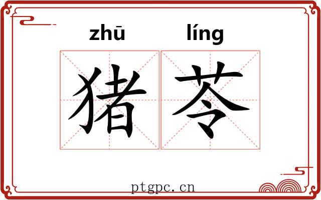 猪苓 猪苓