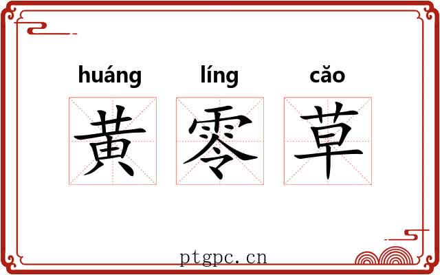 黄零草 黄零草