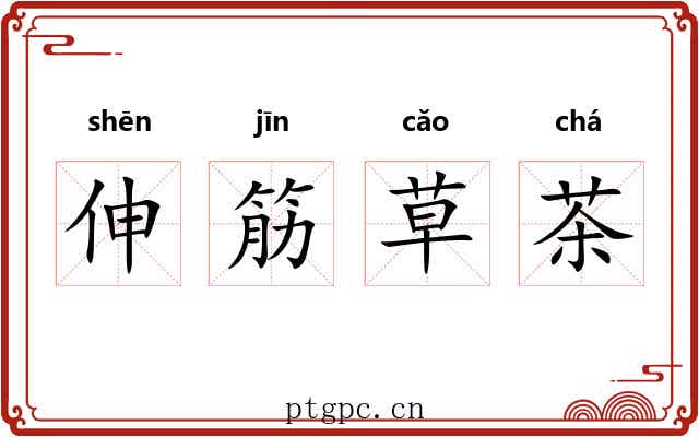 伸筋草茶 伸筋草茶