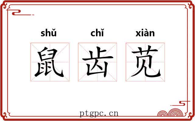 鼠齿苋