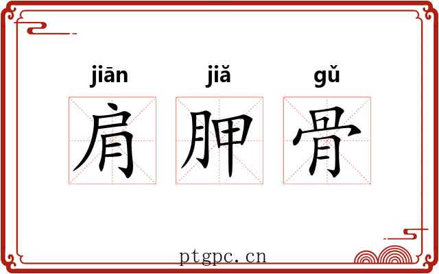肩胛骨