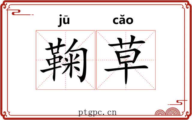 鞠草 鞠草