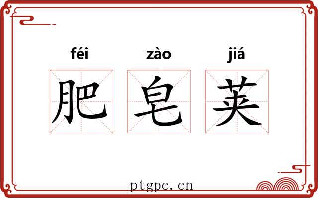 肥皂荚 肥皂荚