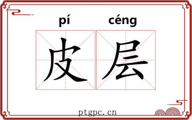 皮层