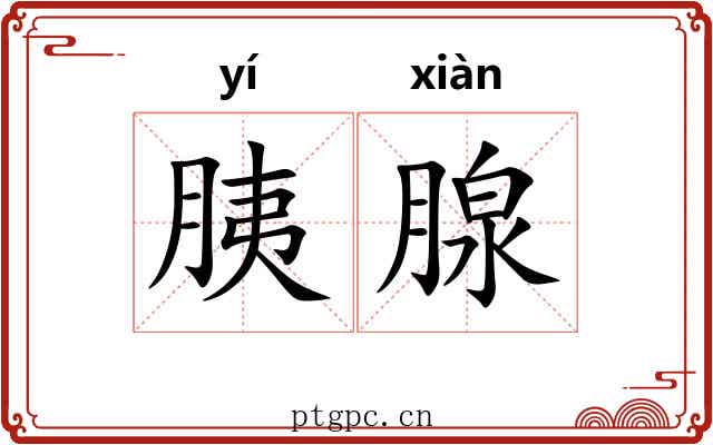 胰腺 胰腺