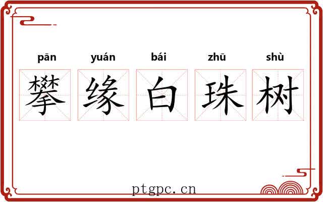 攀缘白珠树 攀缘白珠树