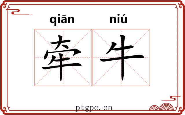 牵牛 牵牛
