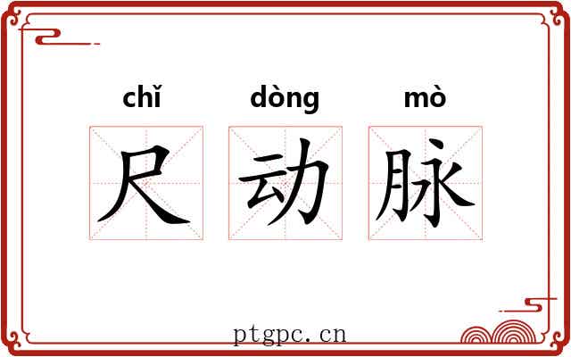 尺动脉 尺动脉
