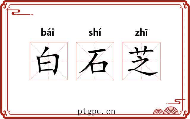 白石芝 白石芝