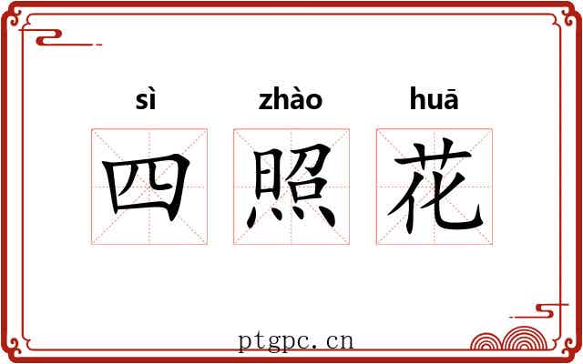 四照花 四照花