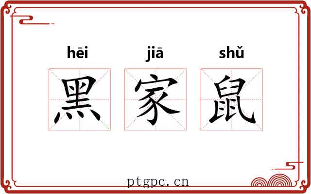黑家鼠 黑家鼠