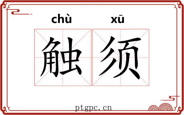 触须