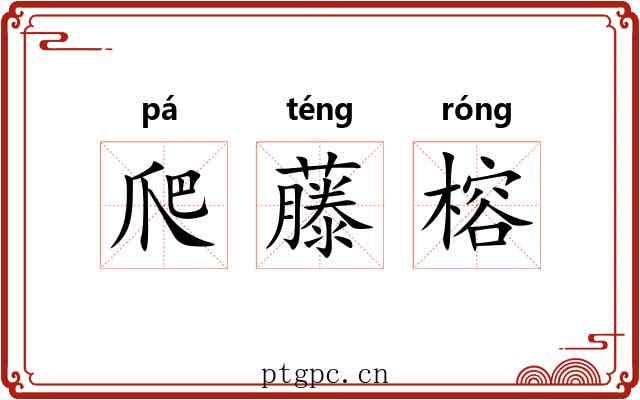 爬藤榕 爬藤榕