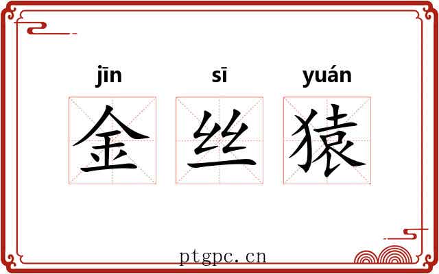 金丝猿 金丝猿