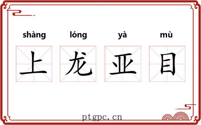 上龙亚目 上龙亚目