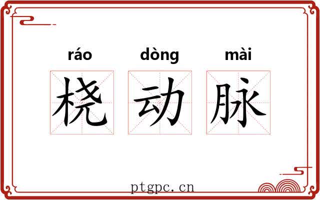 桡动脉 桡动脉