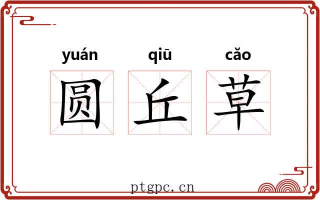 圆丘草