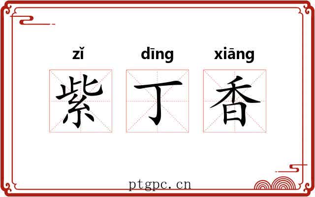 紫丁香 紫丁香