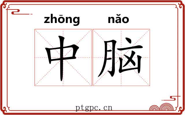 中脑 中脑