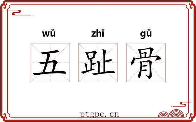 五趾骨 五趾骨