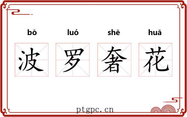 波罗奢花 波罗奢花
