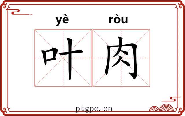 叶肉 叶肉