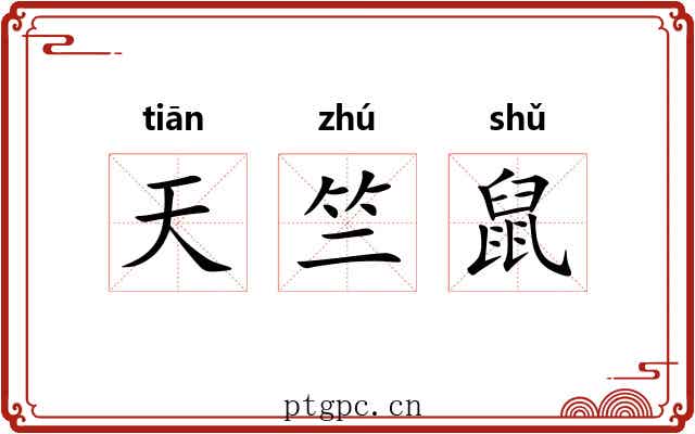 天竺鼠 天竺鼠