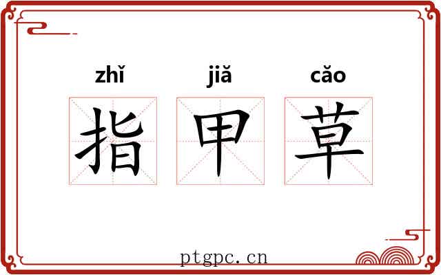 指甲草 指甲草