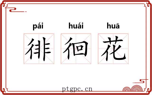 徘徊花 徘徊花