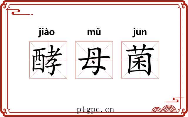 酵母菌 酵母菌