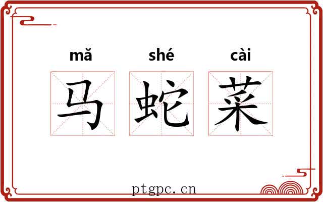 马蛇菜 马蛇菜