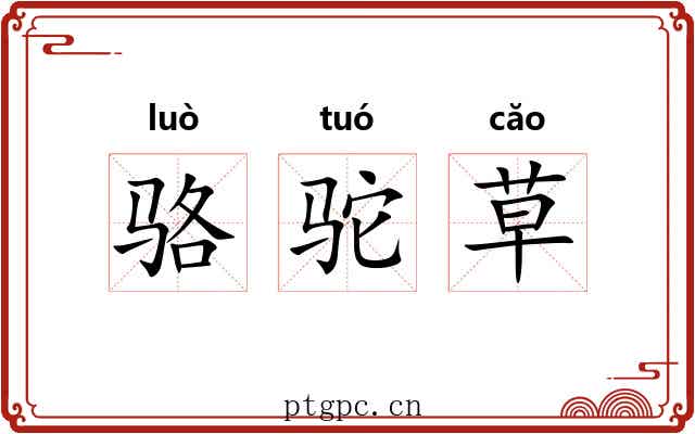 骆驼草 骆驼草