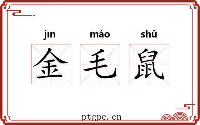 金毛鼠 金毛鼠