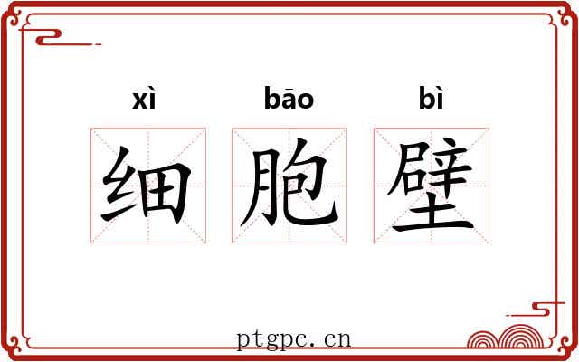细胞壁 细胞壁