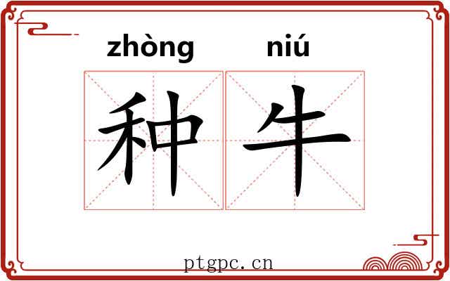 种牛