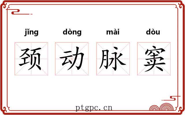 颈动脉窦 颈动脉窦