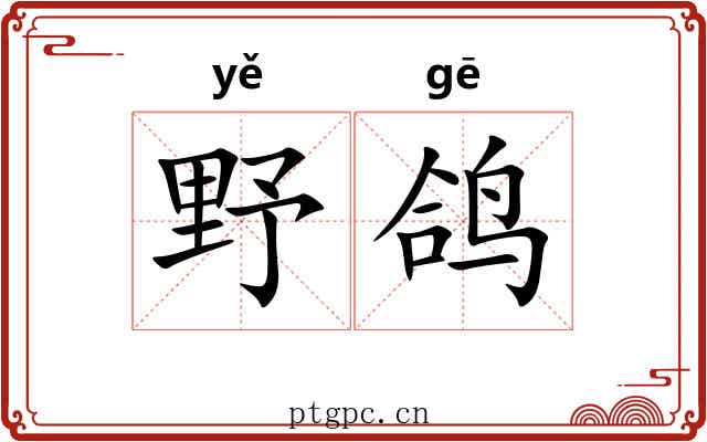 野鸽 野鸽