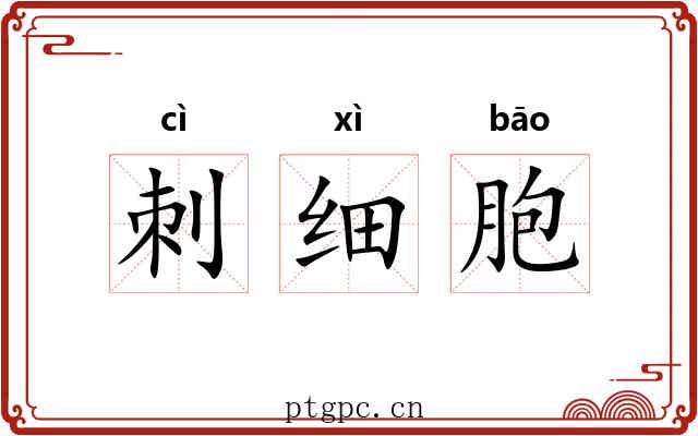 刺细胞 刺细胞