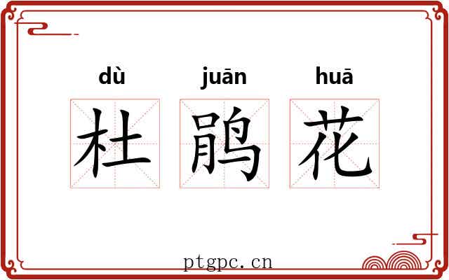 杜鹃花 杜鹃花
