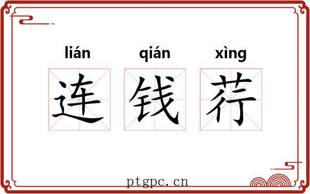 连钱荇 连钱荇