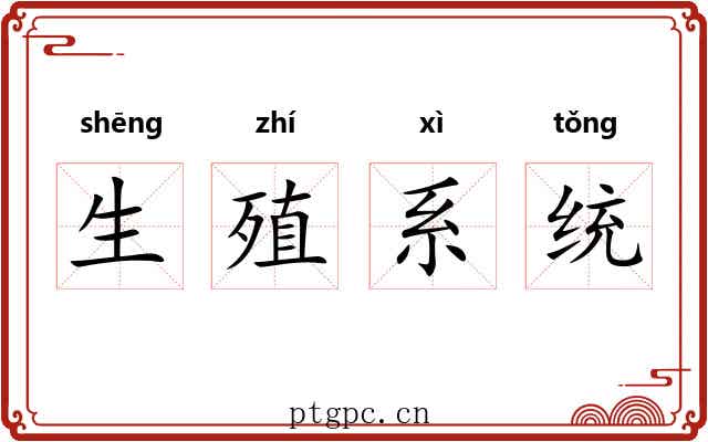生殖系统 生殖系统