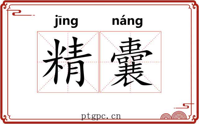 精囊 精囊